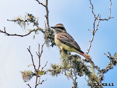 TUQUITO RAYADO (Empidonomus varius)  - Paso Centurión-CERRO LARGO (Noviembre 2011)